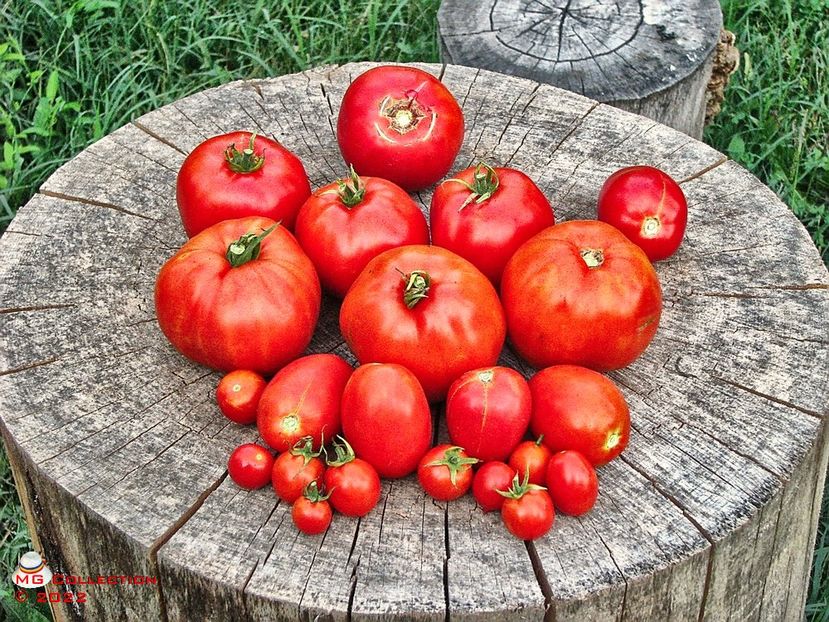 Rosii-Tomatos 3 - LEGUME-VEGS