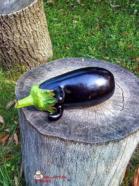 Vinata ciudata-Strange eggplant - LEGUME-VEGS