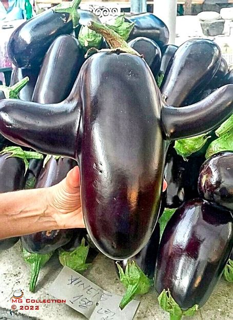 Vinete 1-Eggplant 1 - LEGUME-VEGS