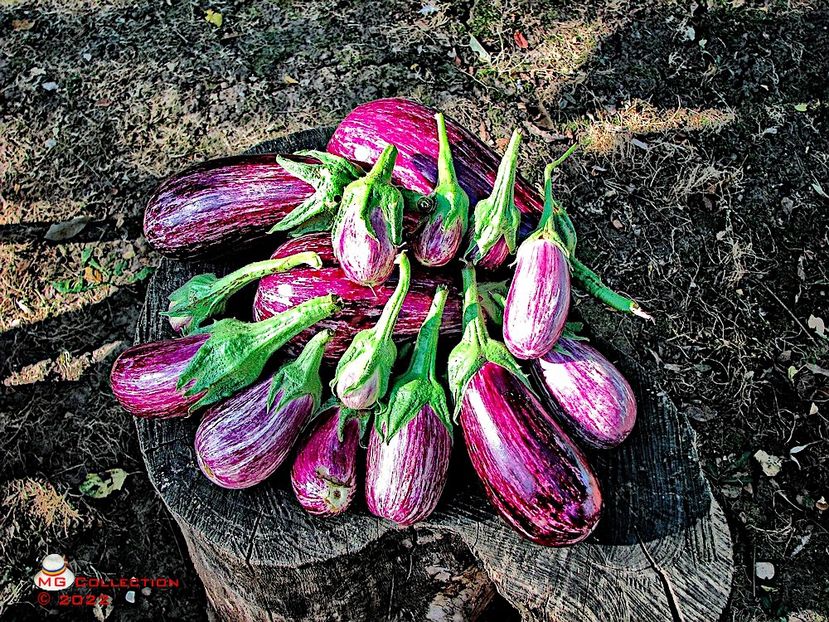 Vinete-Eggplants - LEGUME-VEGS
