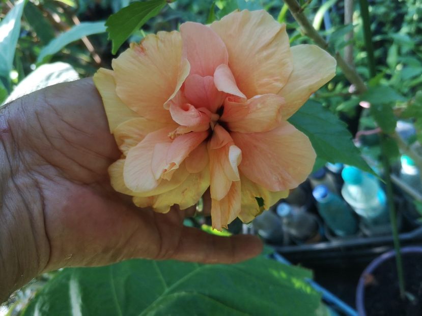 15.08.2022 - Flori apartament