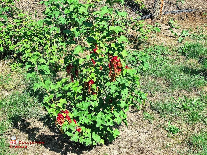 Coacaze rosii-Red Gooseberries - GRADINARIT-GARDENING