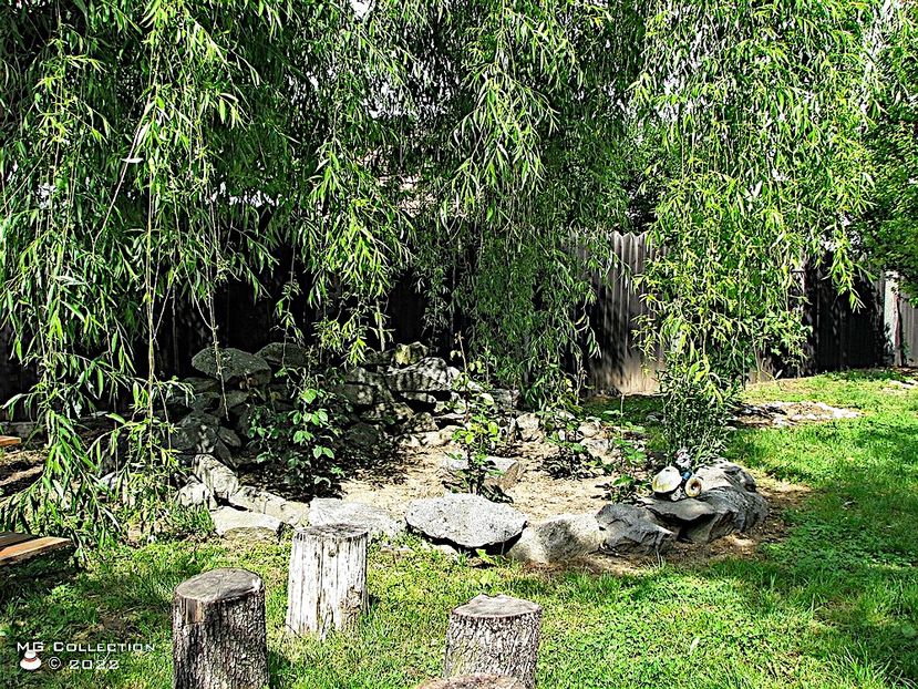 Salcie-Willow - PEISAJE-PARCURI-PARKS-LANDSCAPES