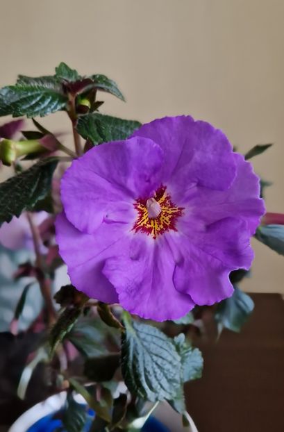 Crowning day - Achimenes 2022 2023