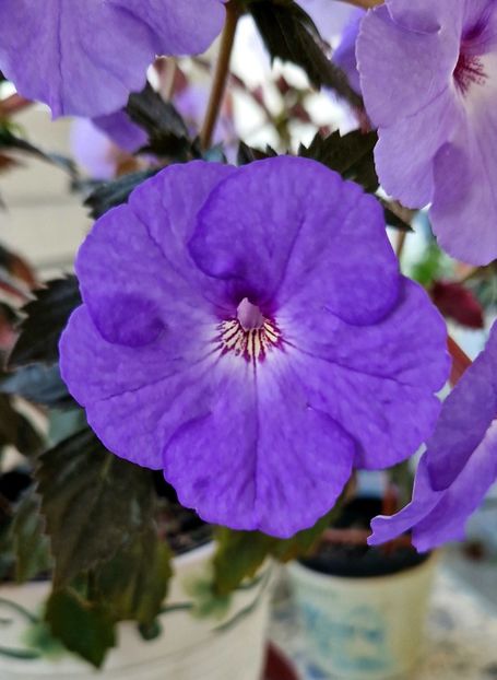 Odessa Blue - Comparatie centru achi