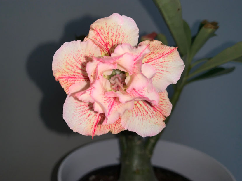  - Plante de interior 2022