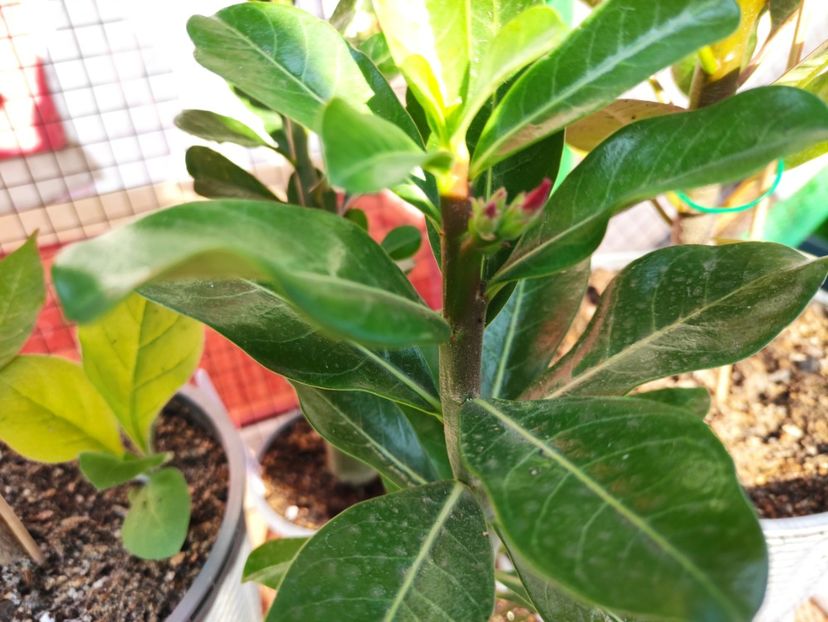  - Adenium - Trandafirul desertului