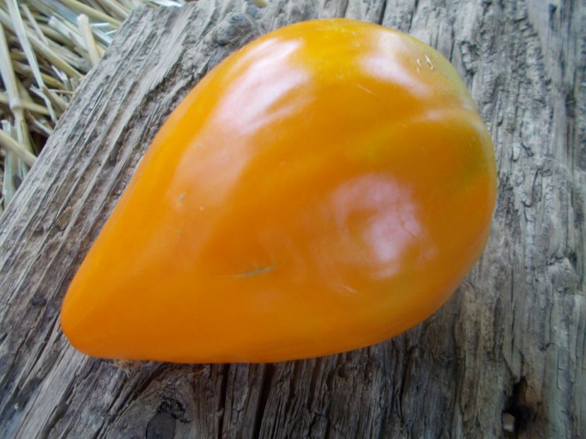  - SEMINTE ROSII - T 918 NIGHT CANDLE