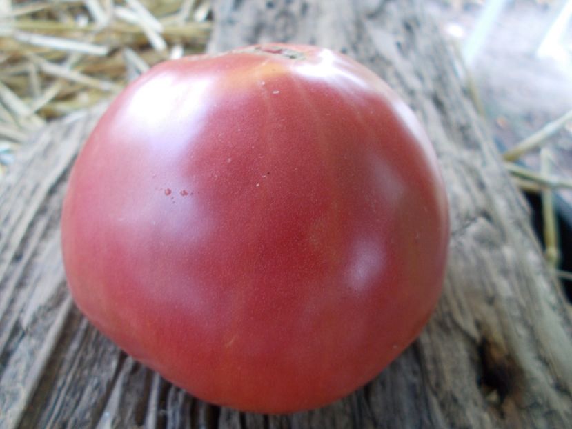  - SEMINTE ROSII - T 898 MISHKA CLUBFOOT PINK