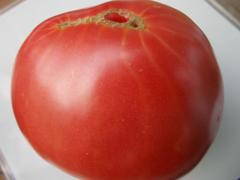  - SEMINTE ROSII - T 898 MISHKA CLUBFOOT PINK