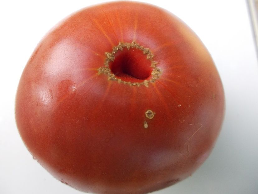  - SEMINTE ROSII - T 893 BLACK SMILE