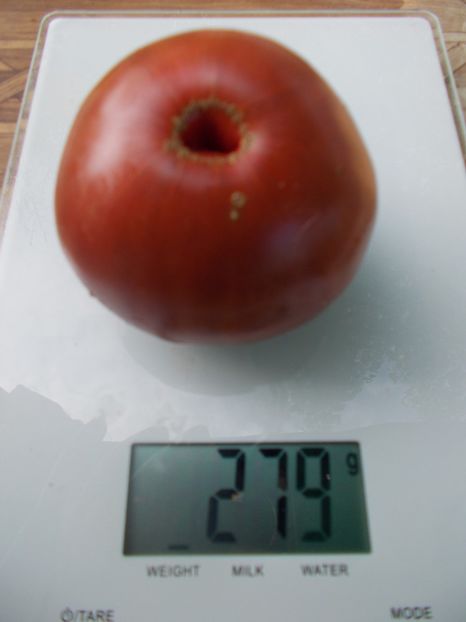  - SEMINTE ROSII - T 893 BLACK SMILE