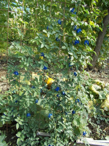 - SEMINTE CLITORIA TERNATEA