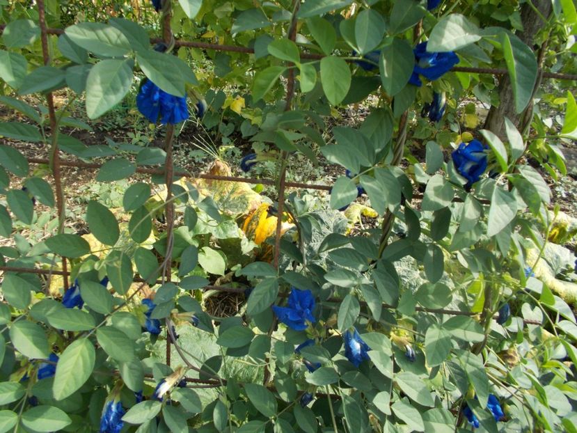  - SEMINTE CLITORIA TERNATEA