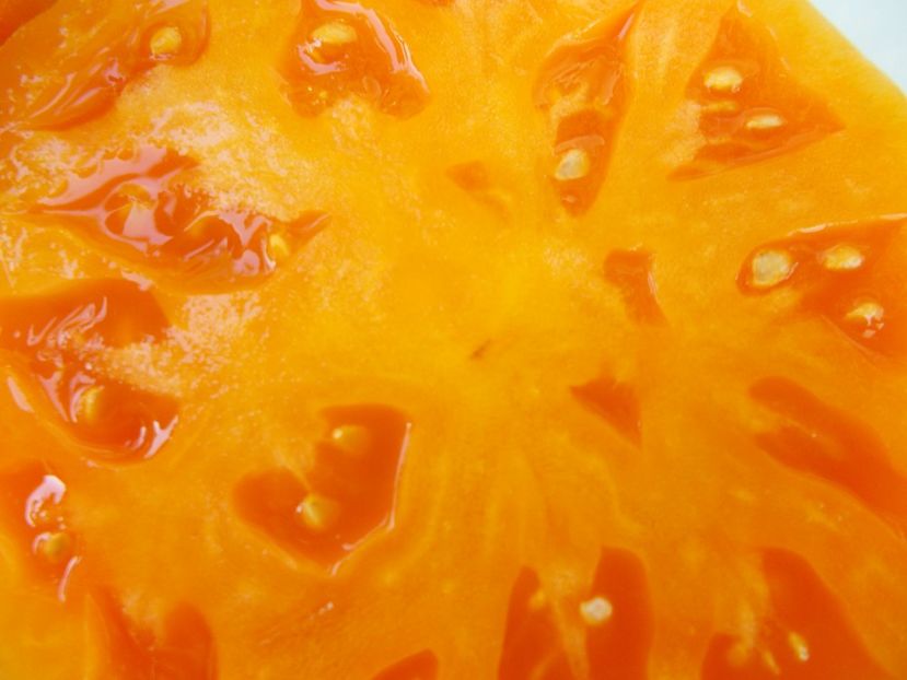  - SEMINTE ROSII - T 229 - THE ORANGE