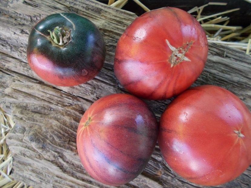  - SEMINTE ROSII - T 896 BLACK SLICES