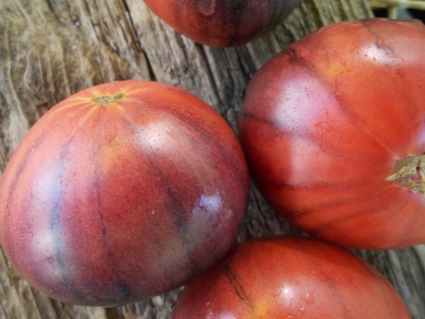  - SEMINTE ROSII - T 896 BLACK SLICES