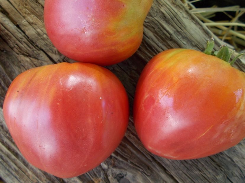  - SEMINTE ROSII - T 960 MIRACLE OF THE UKRAINIAN LAND