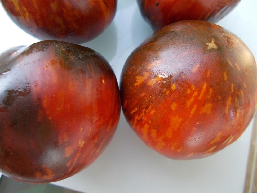  - SEMINTE ROSII - T 968 POMME D OR DE SAINT-JEAN-DE-BEAUREGARD