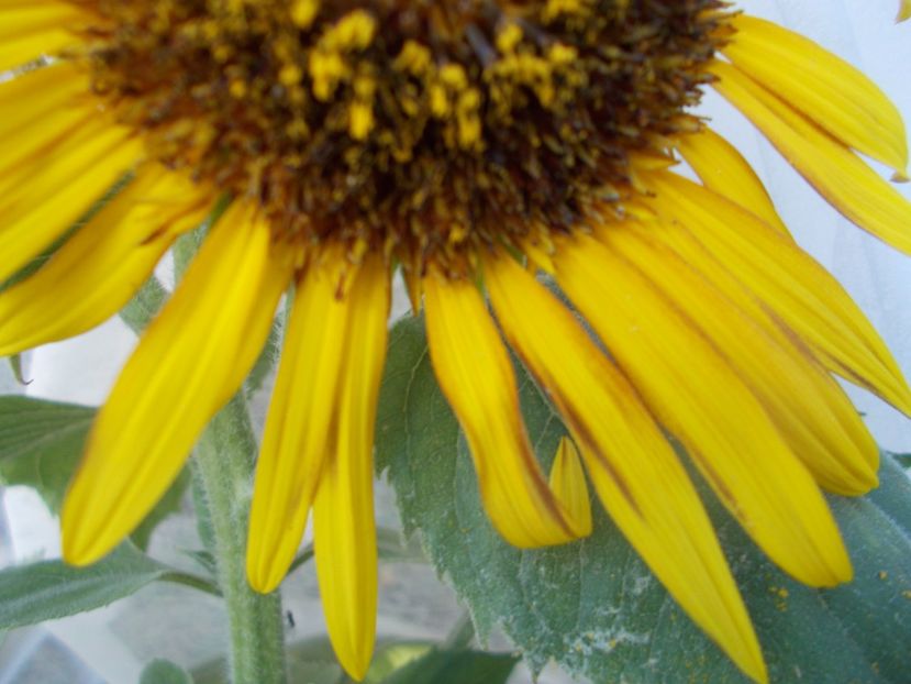  - SEMINTE FLOAREA SOARELUI - D 208 ASTRA BROWN