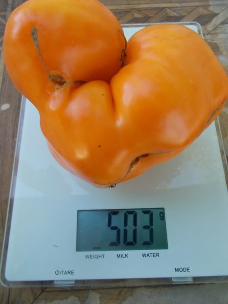  - SEMINTE ROSII - T 892 MARINA DUKHOVA