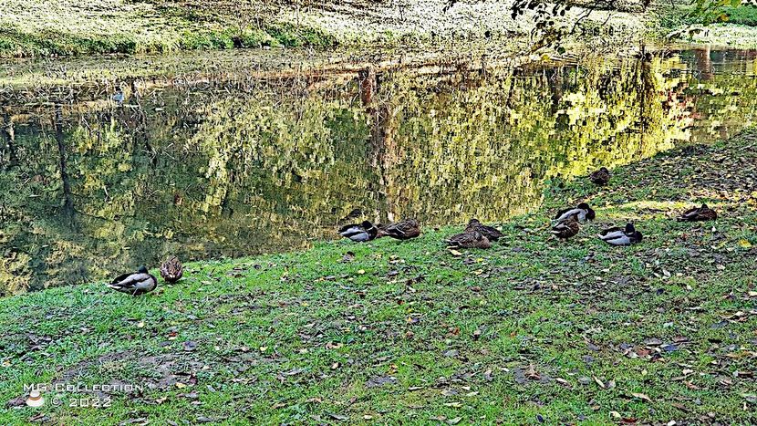 G13 - GRADINA BOTANICA