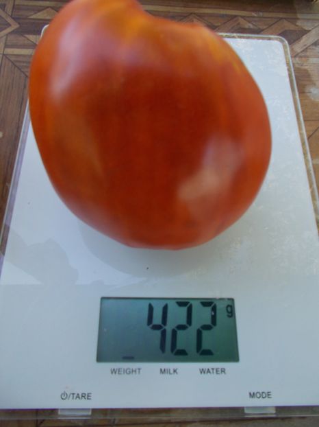  - SEMINTE ROSII - GIANT PEAR