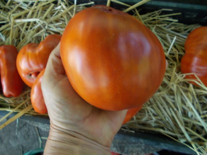  - SEMINTE ROSII - GIANT PEAR