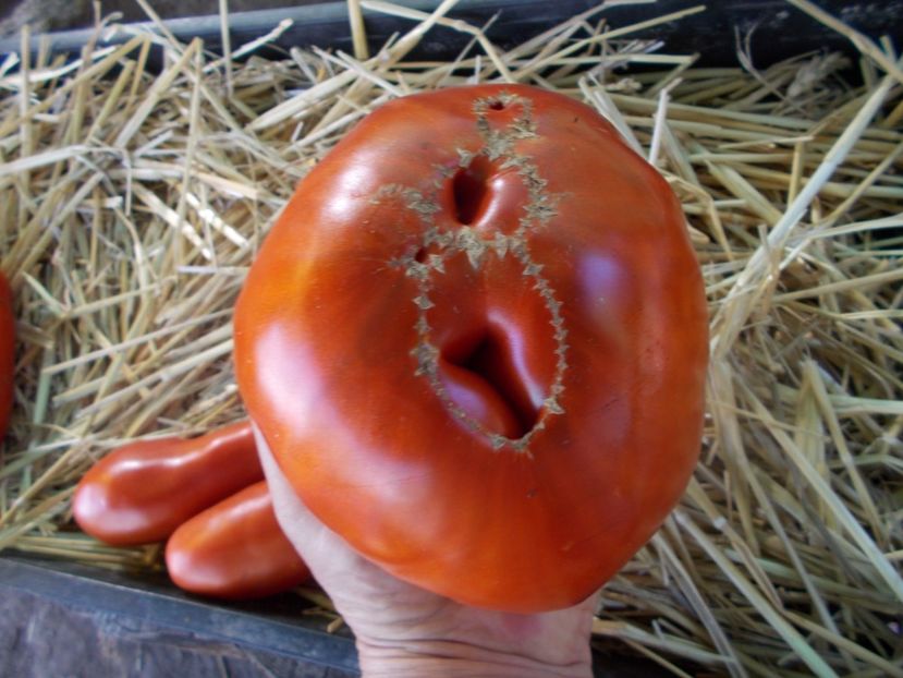  - SEMINTE ROSII - ERIKA D AUSTRALIE