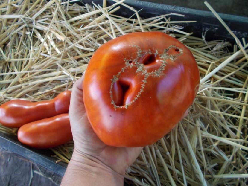  - SEMINTE ROSII - ERIKA D AUSTRALIE