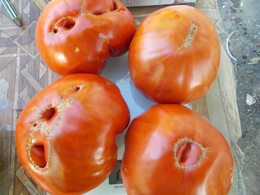  - SEMINTE ROSII - ERIKA D AUSTRALIE