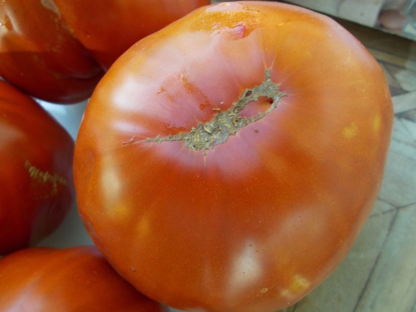  - SEMINTE ROSII - ERIKA D AUSTRALIE