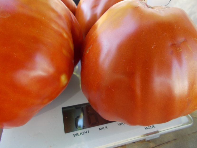  - SEMINTE ROSII - ERIKA D AUSTRALIE