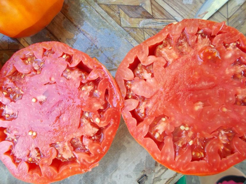  - SEMINTE ROSII - ERIKA D AUSTRALIE