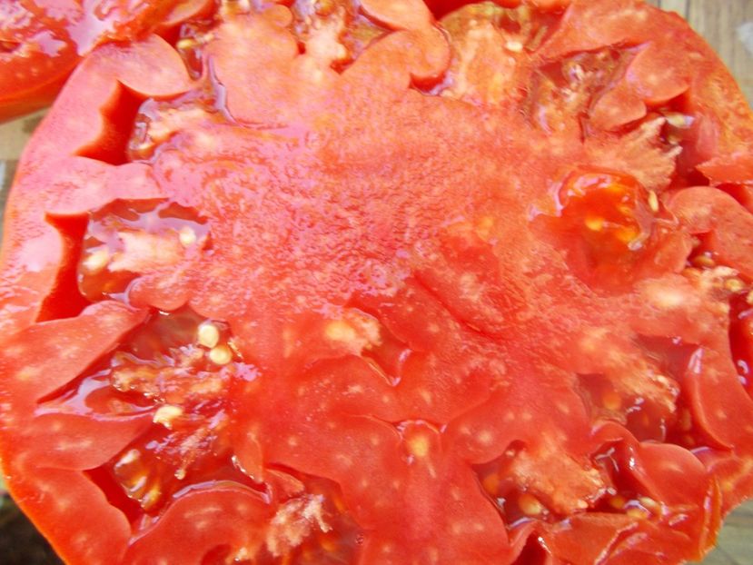  - SEMINTE ROSII - ERIKA D AUSTRALIE