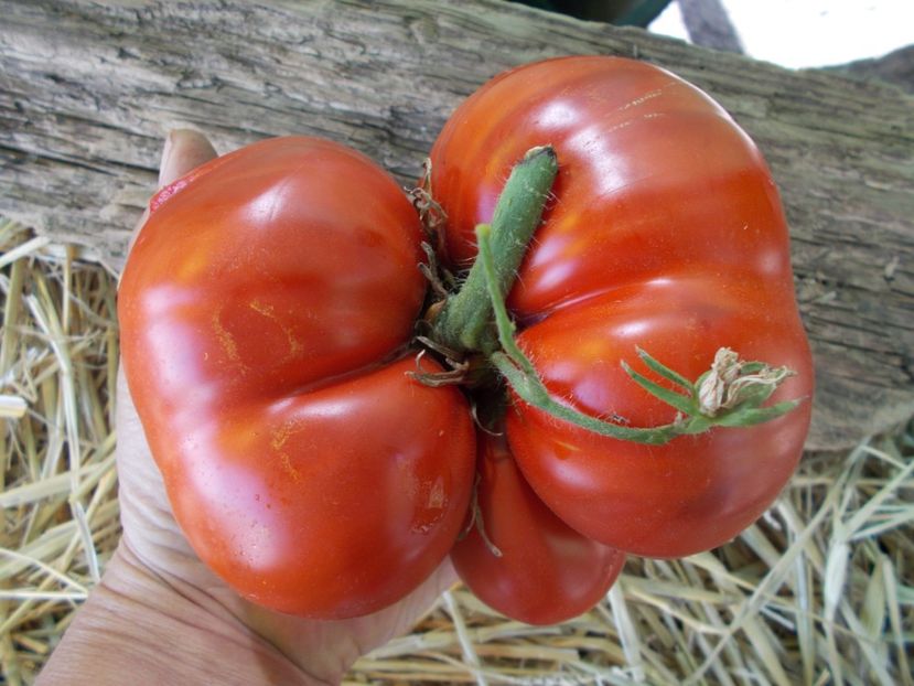  - SEMINTE ROSII - IMPROVED COLOSAL RED
