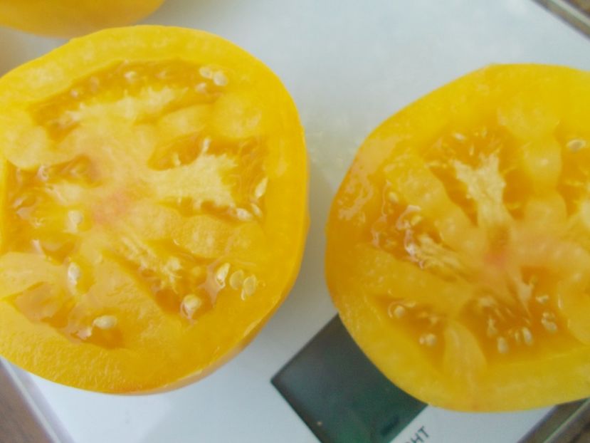  - SEMINTE ROSII - T 962 GOLDEN QUEEN USDA STRAIN