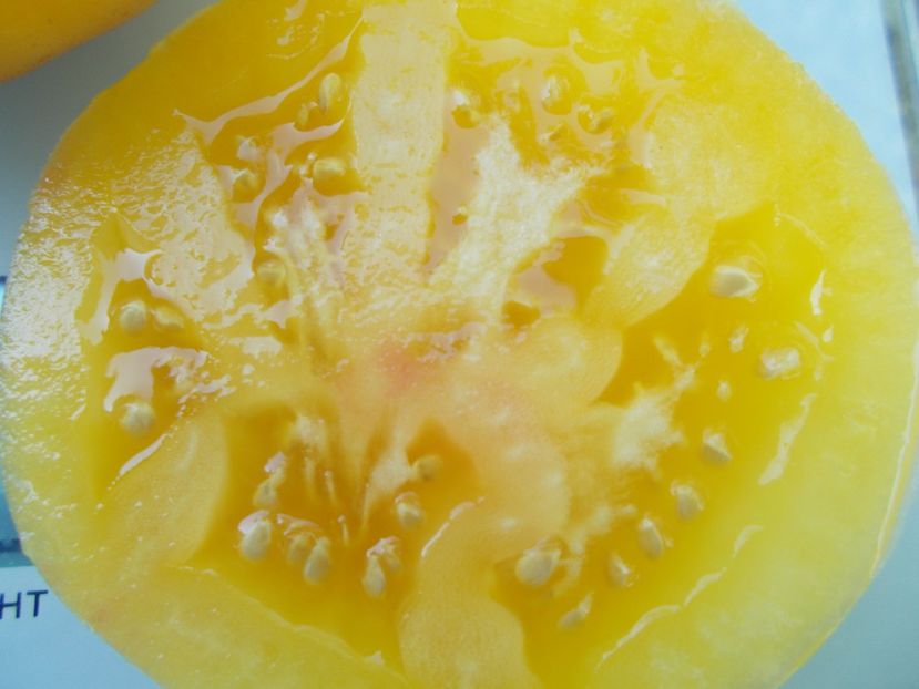  - SEMINTE ROSII - T 962 GOLDEN QUEEN USDA STRAIN