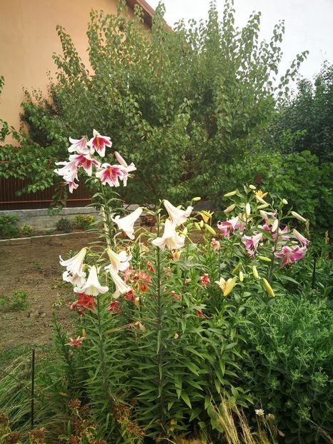  - Flori de grădină-2022
