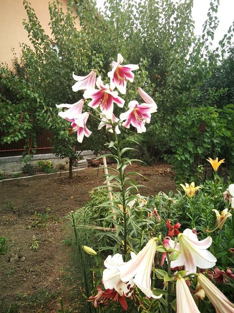  - Flori de grădină-2022