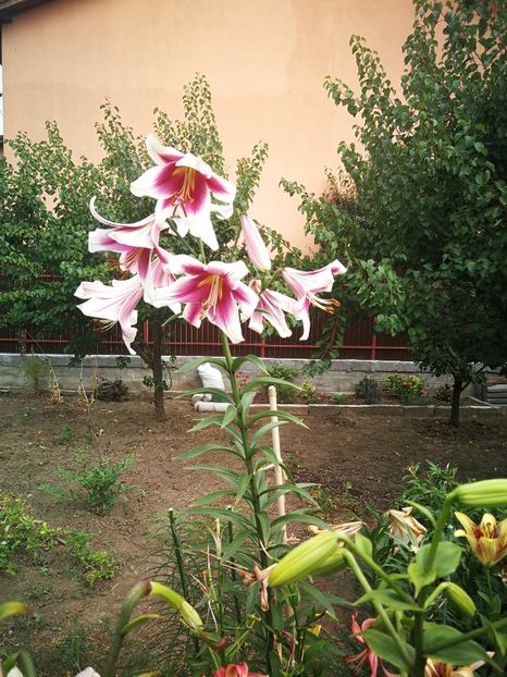  - Flori de grădină-2022