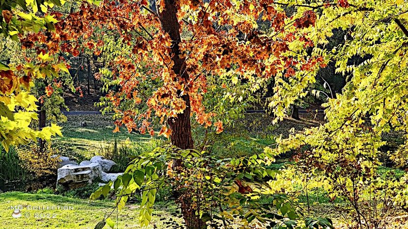 P21 - PARCUL ROMANESCU