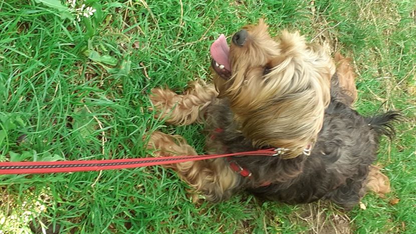 Roky - plante de gradina