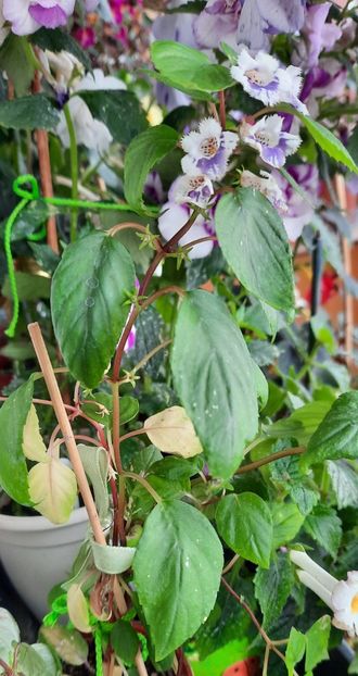 Altul care cere pijamale - Fimbriata