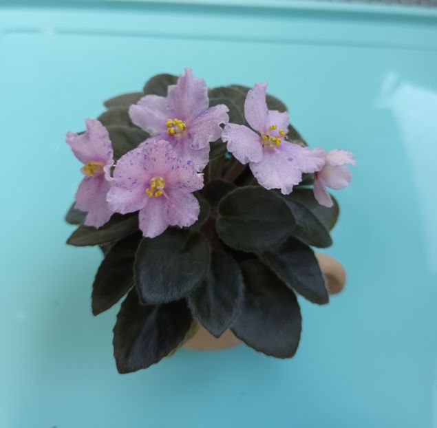  - Rob s Plaid Skirt zzz