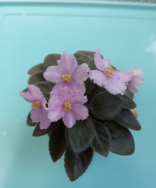  - Rob s Plaid Skirt zzz