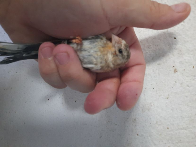  - Pui hibrid sticlete 2022