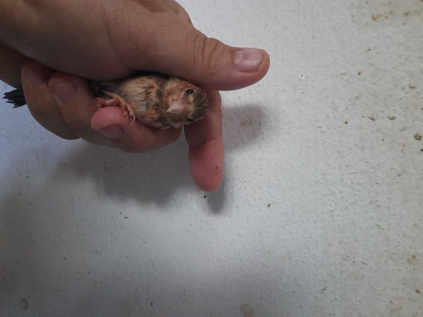  - Pui hibrid sticlete 2022