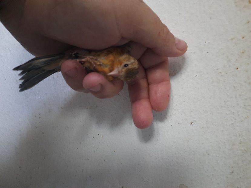  - Pui hibrid sticlete 2022