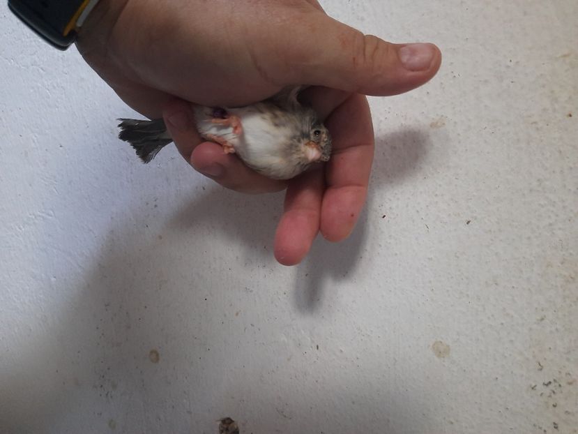  - Pui hibrizi scatiu africa 2022